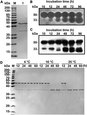 The Function of CBM32 in <mark class="highlighted">Alginate Lyase</mark> VxAly7B on the Activity on Both Soluble Sodium Alginate and Alginate Gel